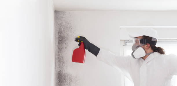Best Mold Removal and Inspection  in Friendly, MD