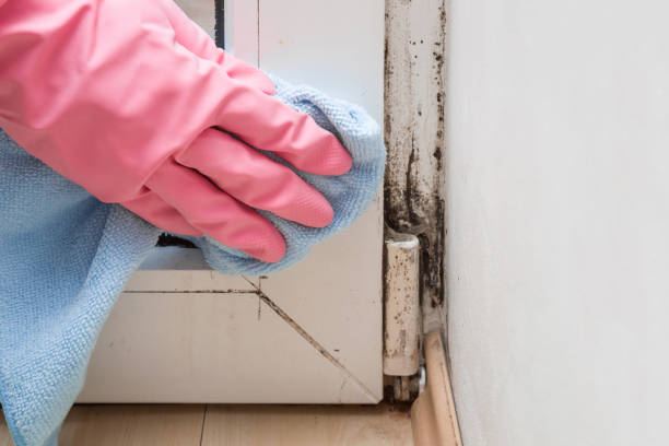 Professional Mold Removal in Friendly, MD